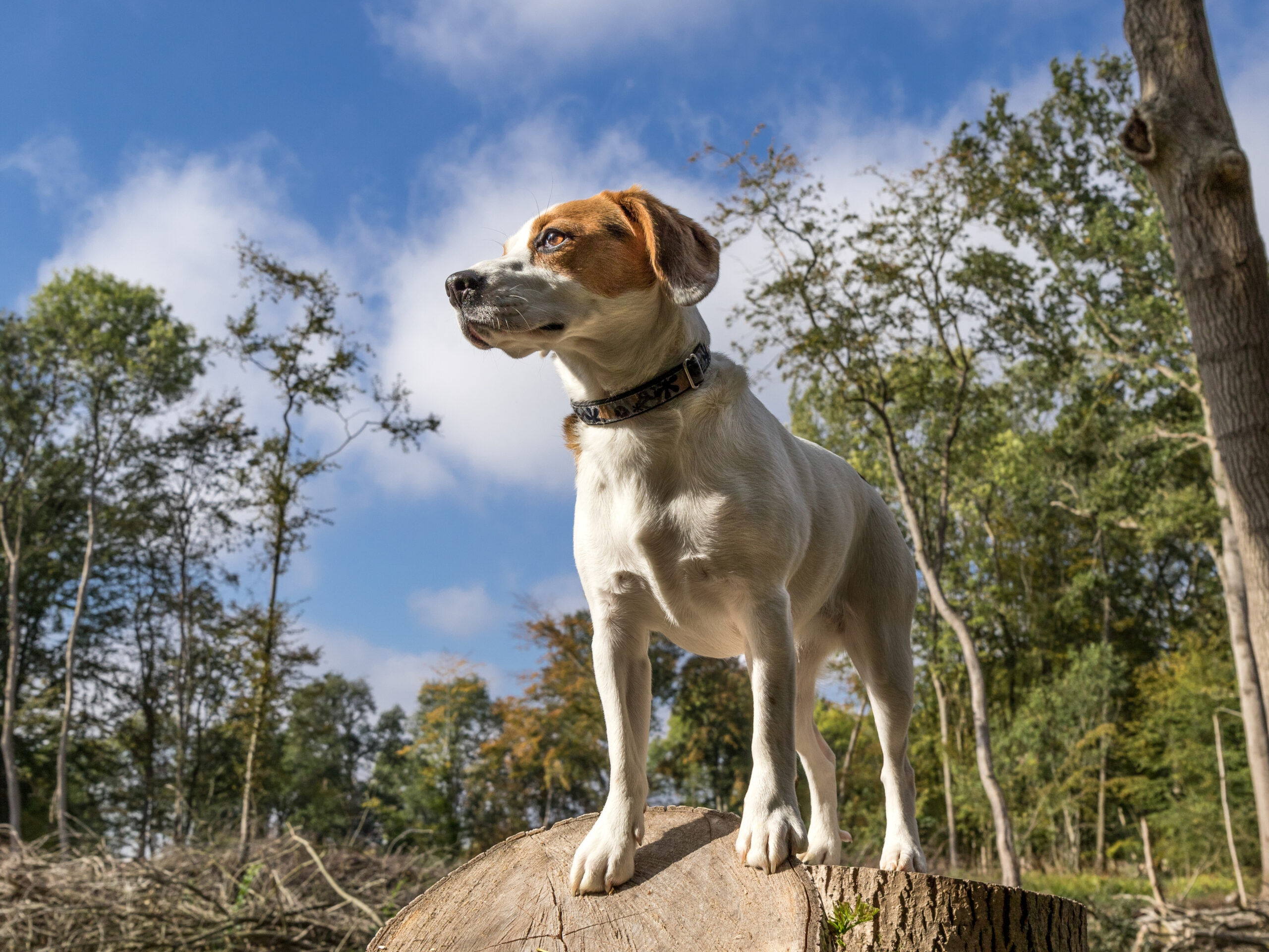 Dog parkour